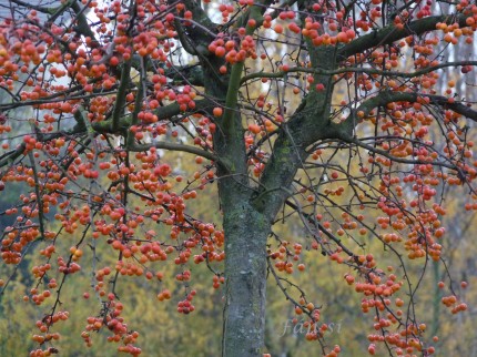 pommier d'ornement (Malus sp.)