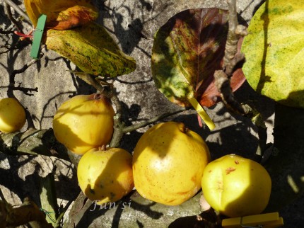 Coings (variété "Champion"); à droite, un coing du Japon