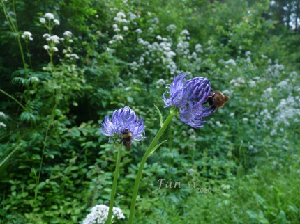 Au premier plan : Raiponce orbiculaire, (Phyteuma orbiculare L.)